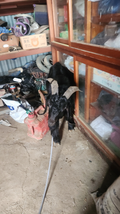 익산유기동물보호소_445468202402492