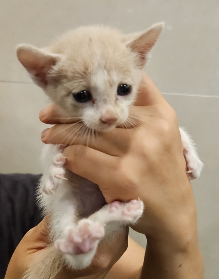 [고양이] 한국 고양이 서울-동대문-2024-00218 유기동물 배경 이미지 입니다.