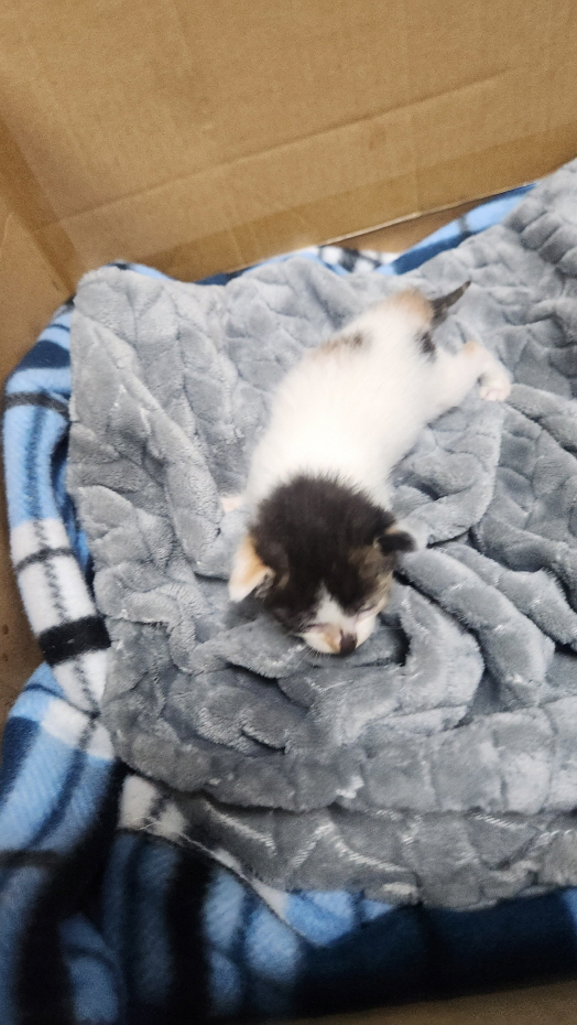 익산유기동물보호소_445468202402500