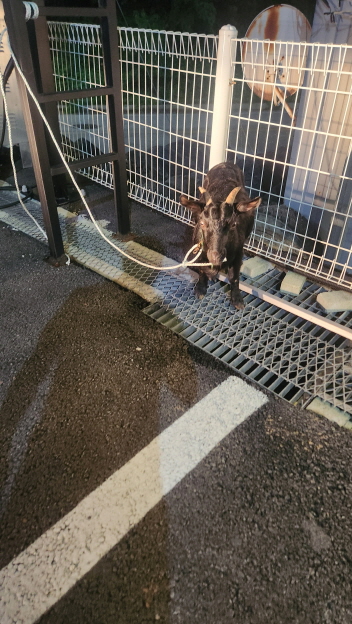 익산유기동물보호소_445468202402494