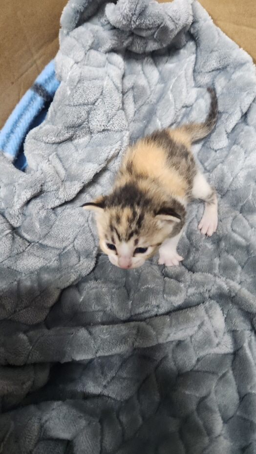 익산유기동물보호소_445468202402499