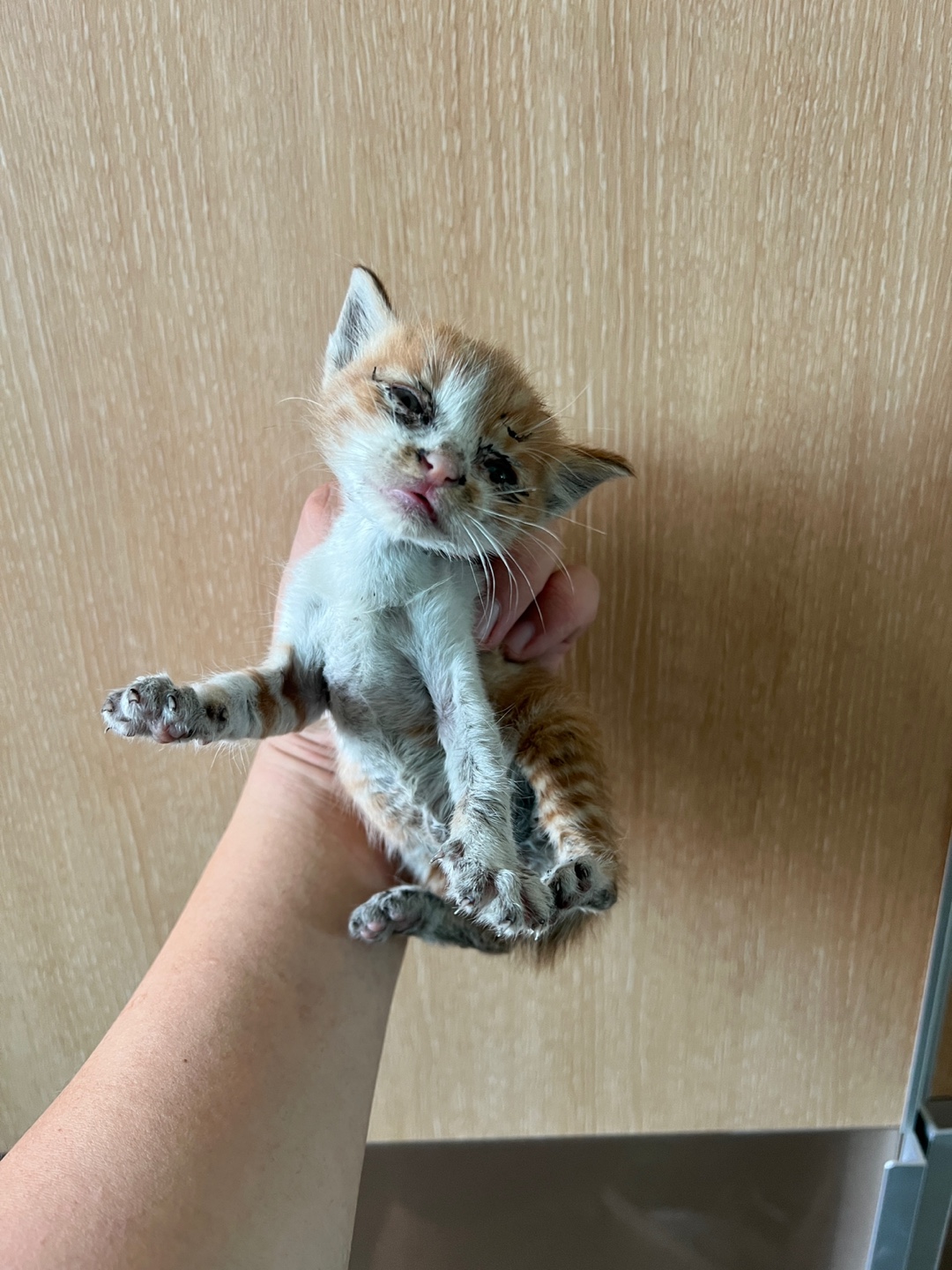 부산동물보호센터_426326202400618