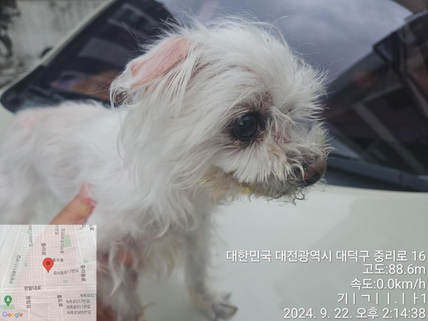 대전동물보호센터_430368202400392