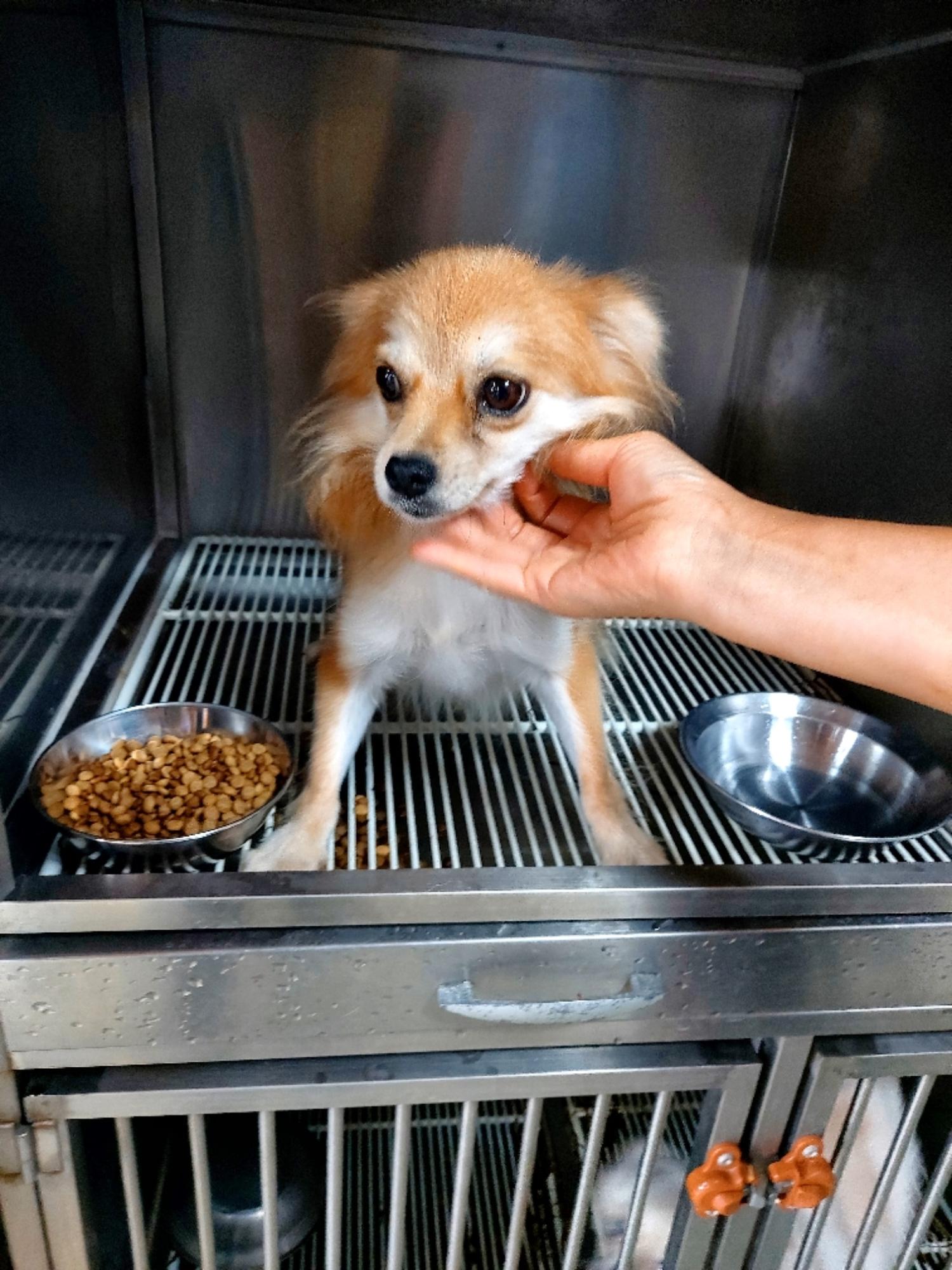 제일동물병원_444455202400559