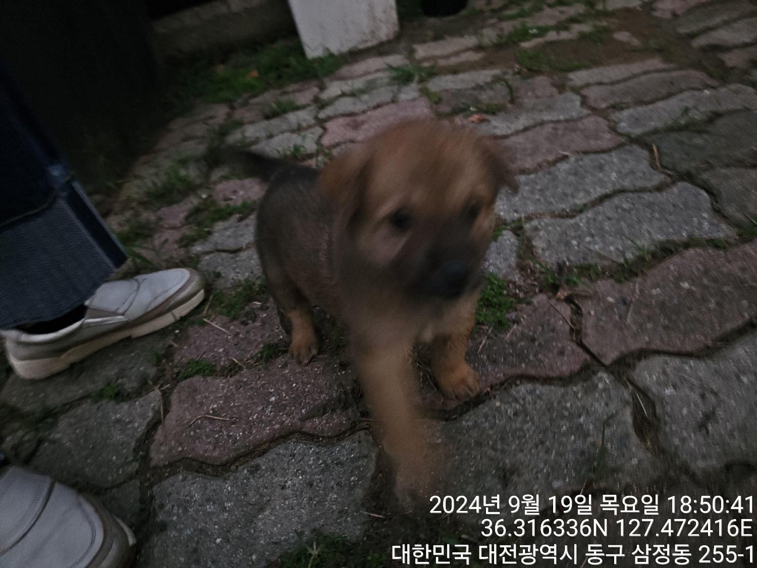 대전동물보호센터_430364202400693