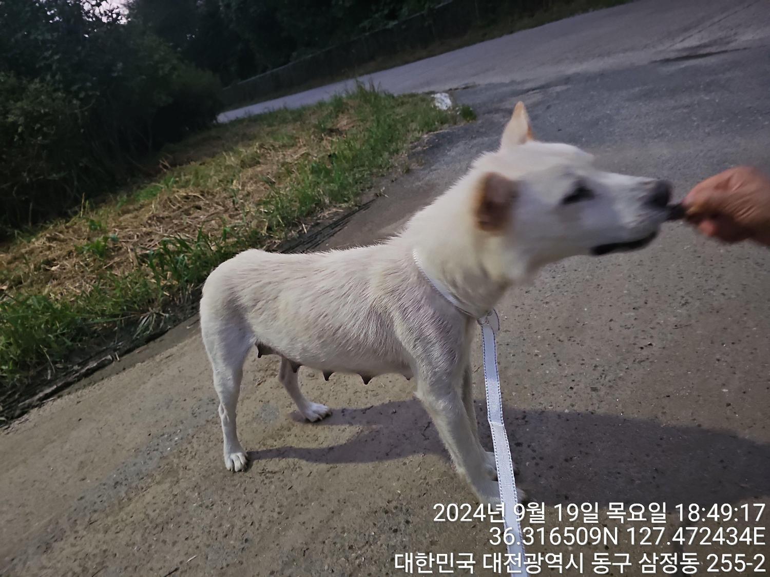 대전동물보호센터_430364202400692