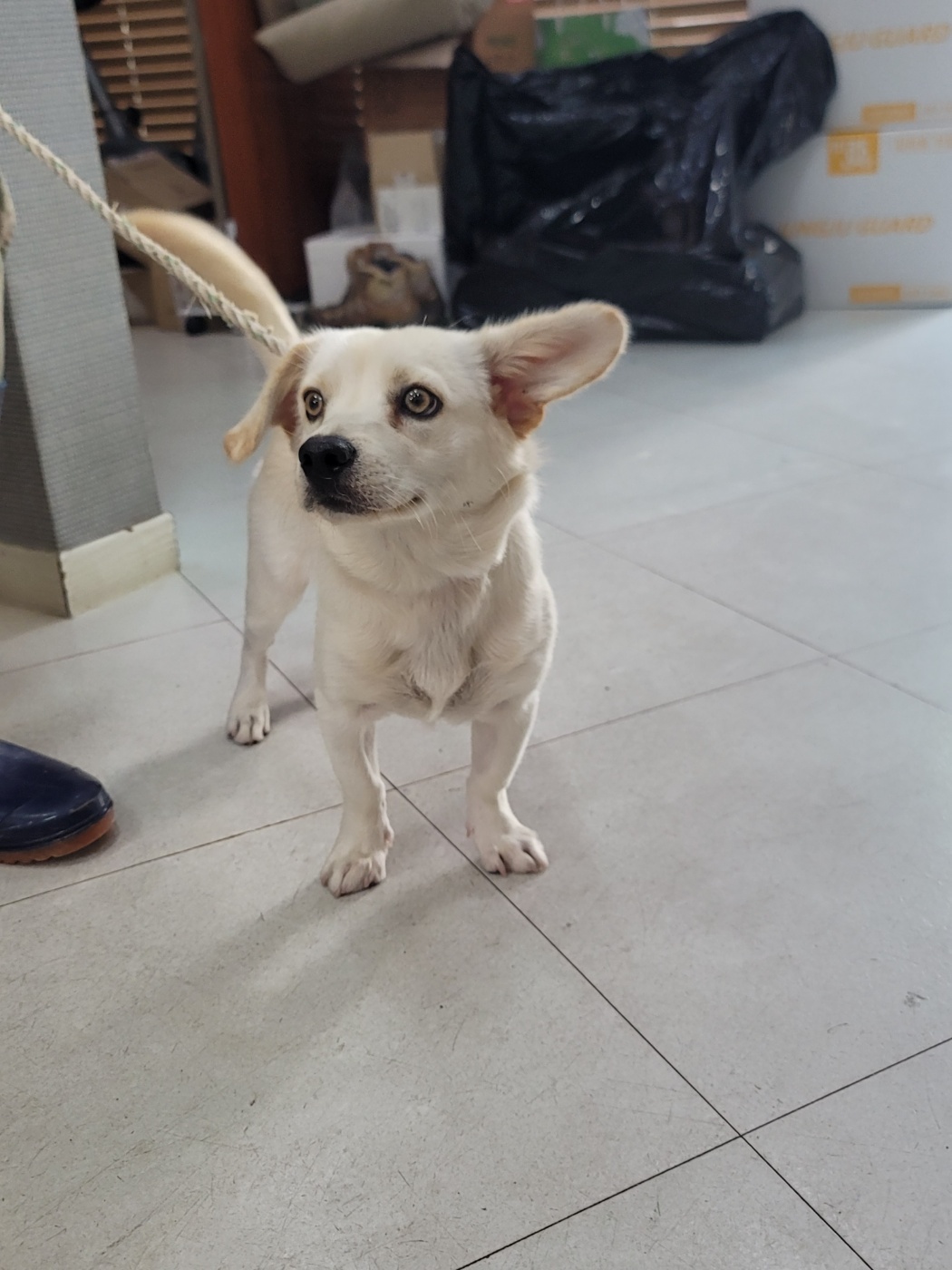 가정견훈련소_443557202400091