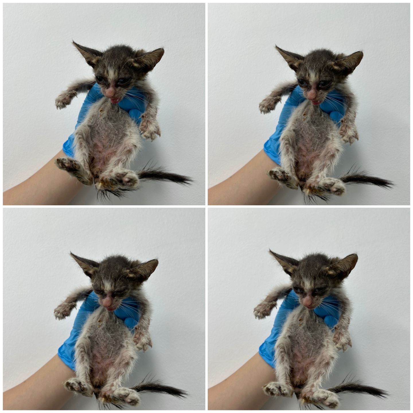 천안시 동물보호센터_444449202401811