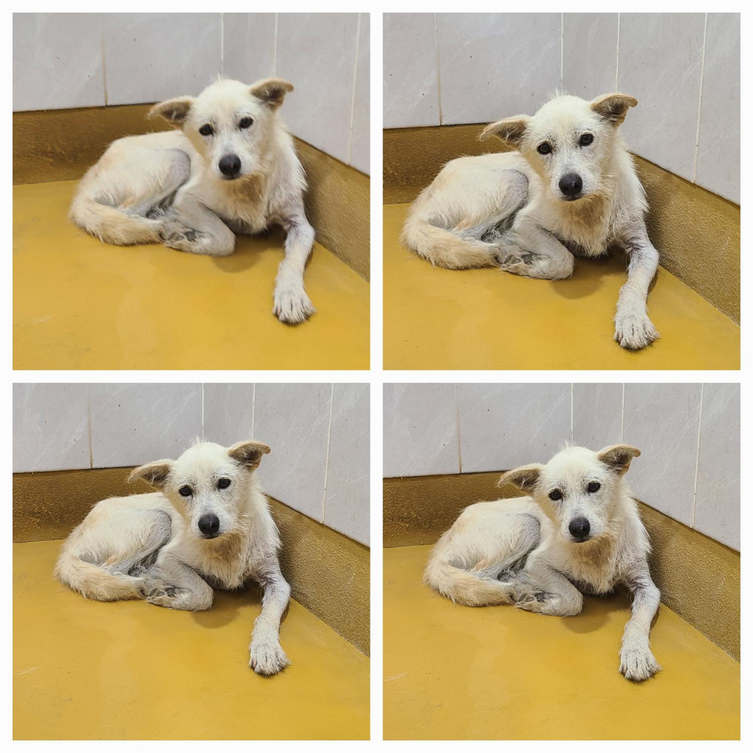 천안시 동물보호센터_444449202401809