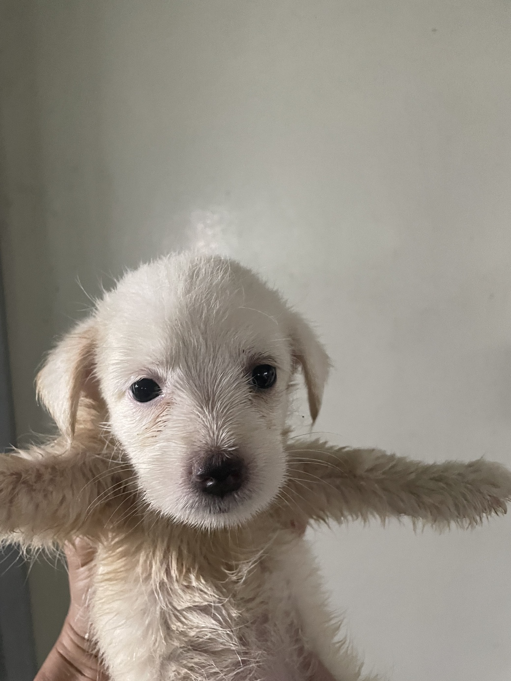 더나은동물병원_445478202400406