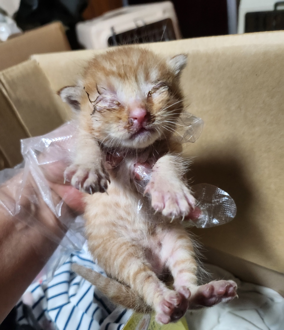 울산유기동물보호센터_431372202400513