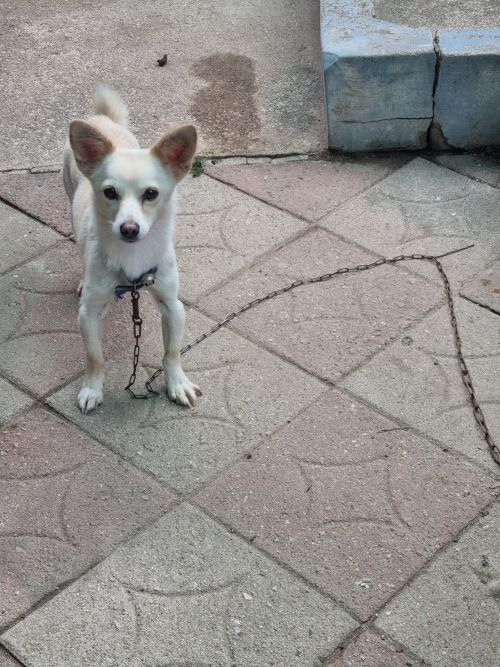 부안군 동물보호센터_445479202400994