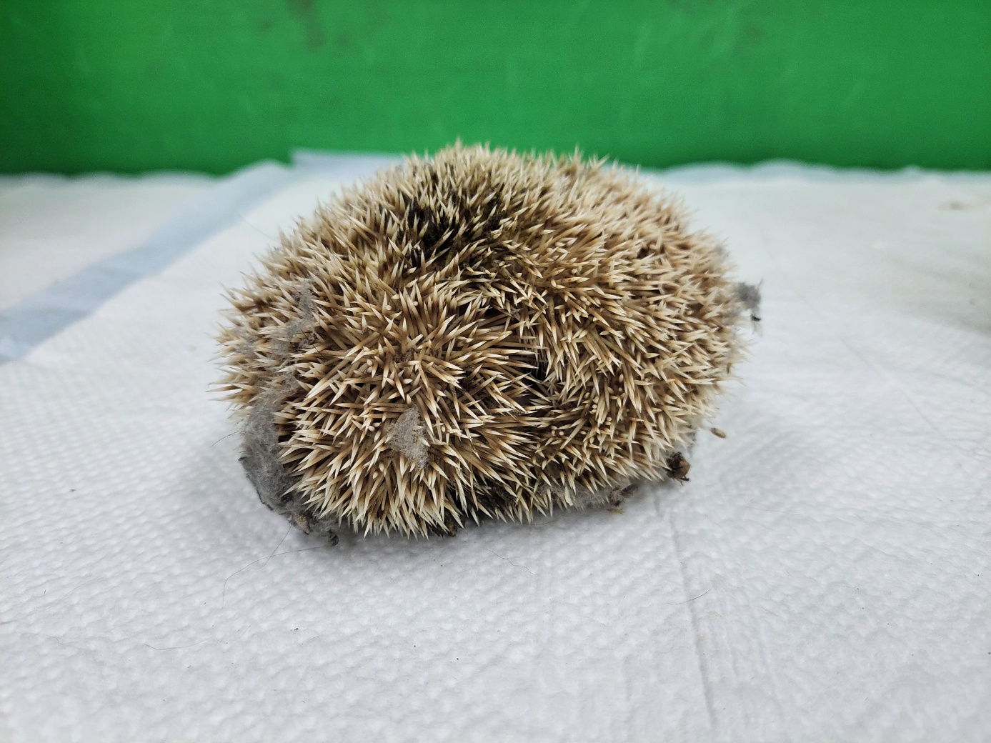 고양시동물보호센터_441394202401883