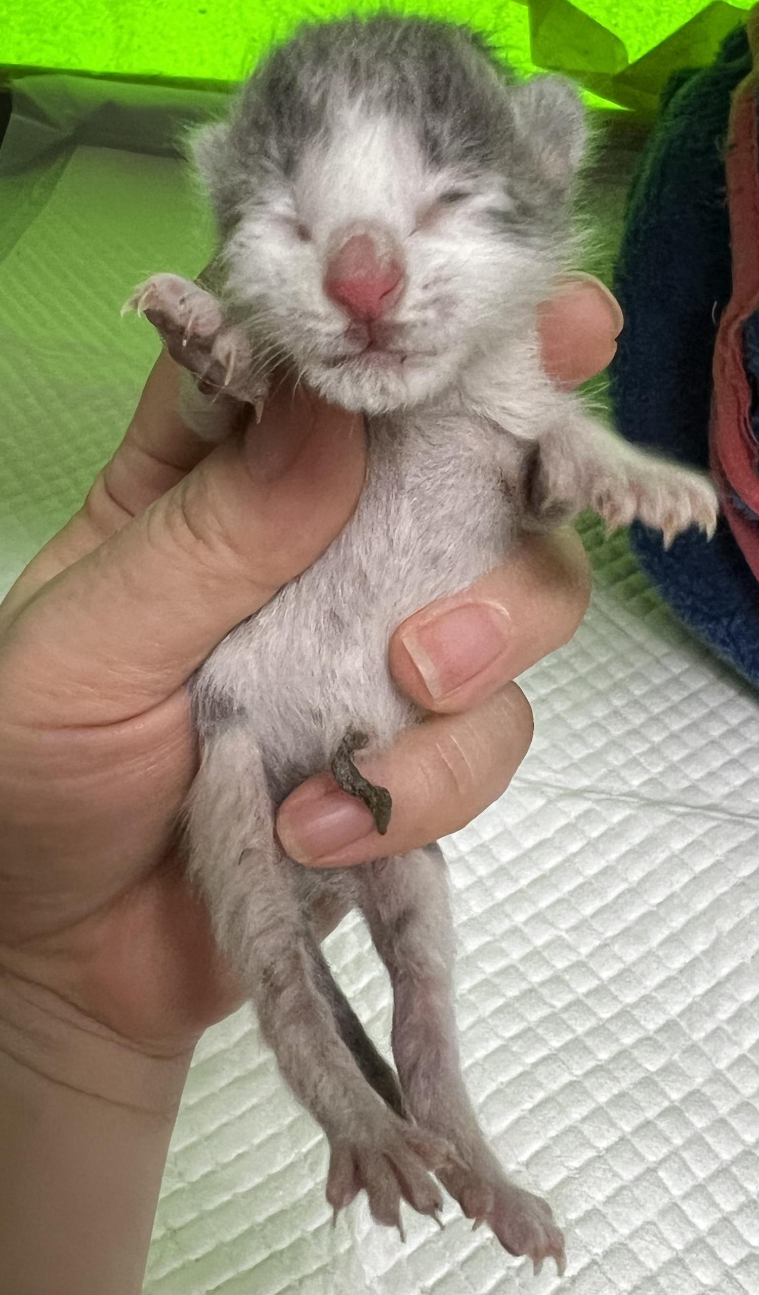 종료(자연사) 한국…