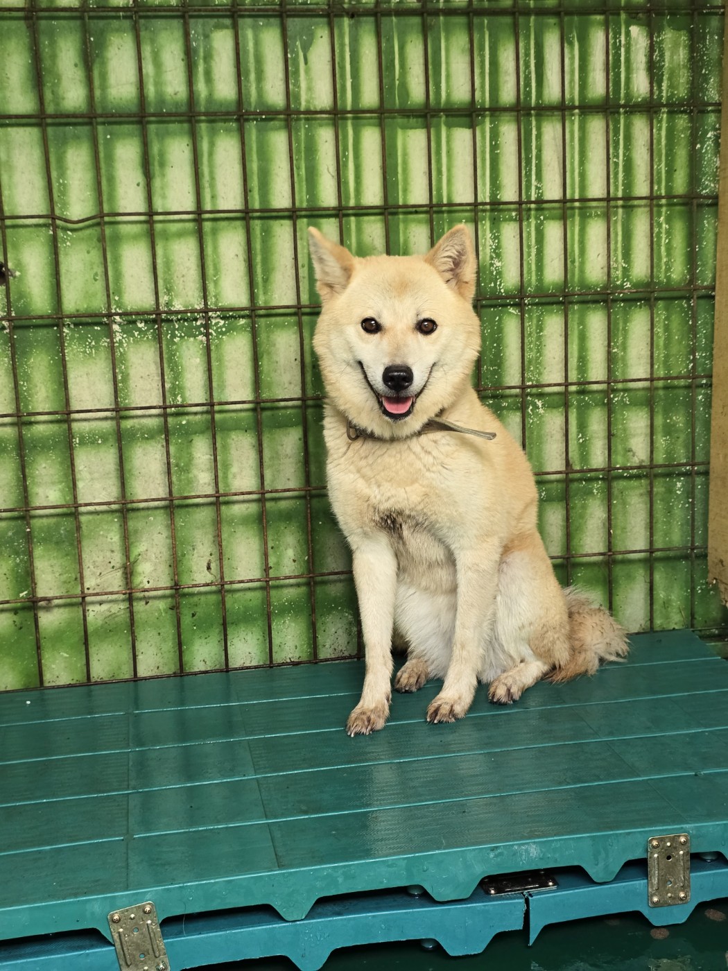 밀양시 동물보호센터_448536202401382