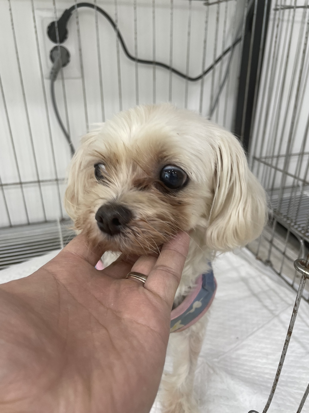 더나은동물병원_445478202400407