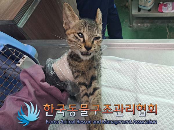 종료(자연사) 한국…