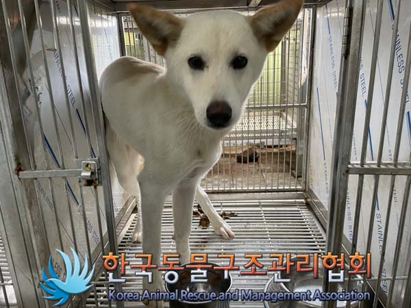 보호중 믹스견의 가…