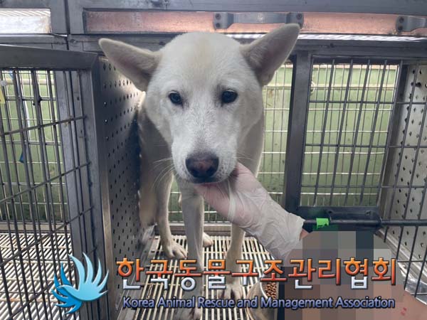 한국동물구조관리협회_441560202401167