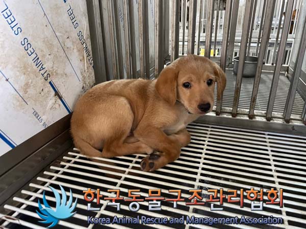 한국동물구조관리협회_441414202400730