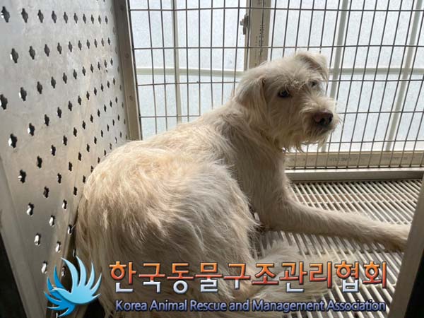 한국동물구조관리협회_441560202401166