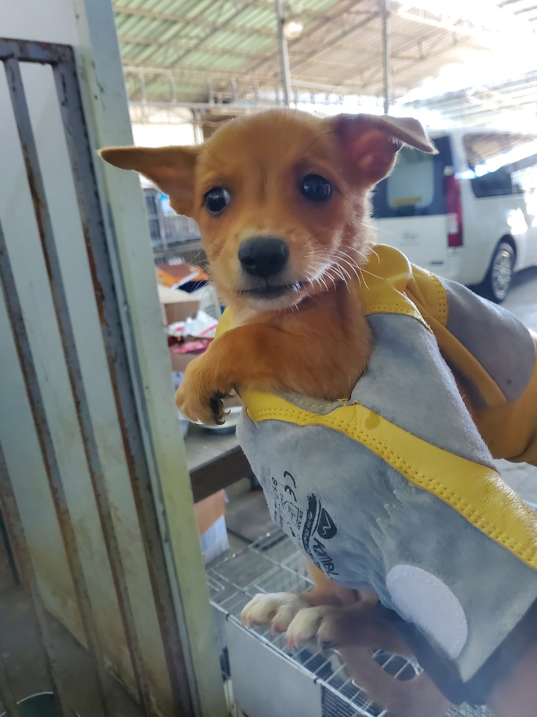 종료(입양) 믹스견…