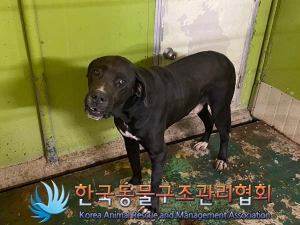한국동물구조관리협회_441560202401168