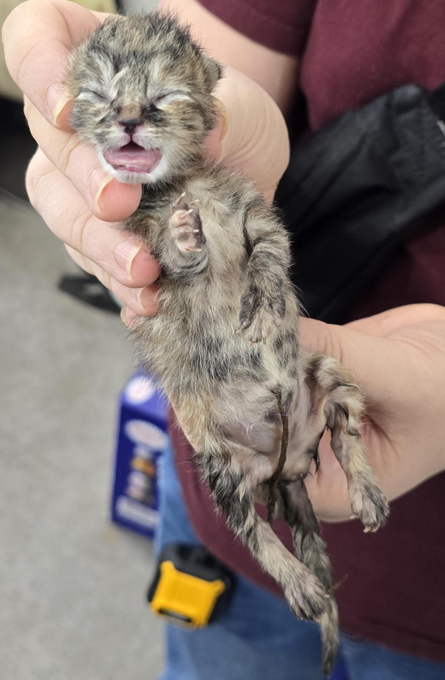 보호중 한국 고양이…