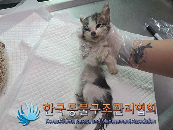 종료(자연사) 한국…