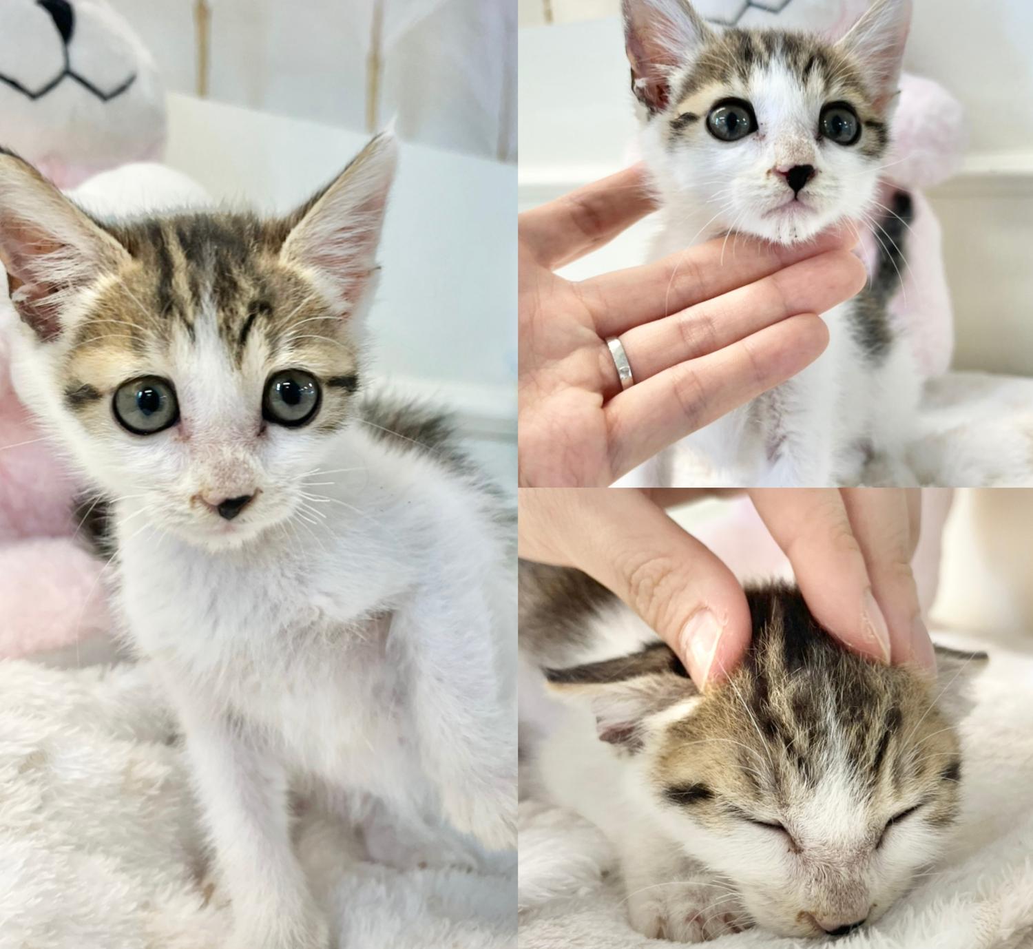 경주동물사랑보호센터_447505202401088
