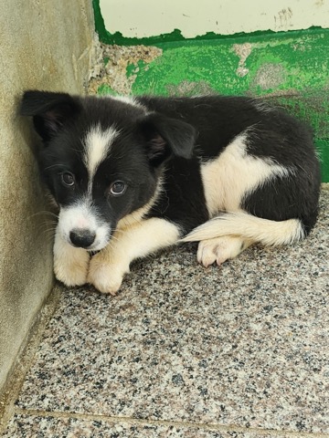 영주시 동물보호센터_447509202400297
