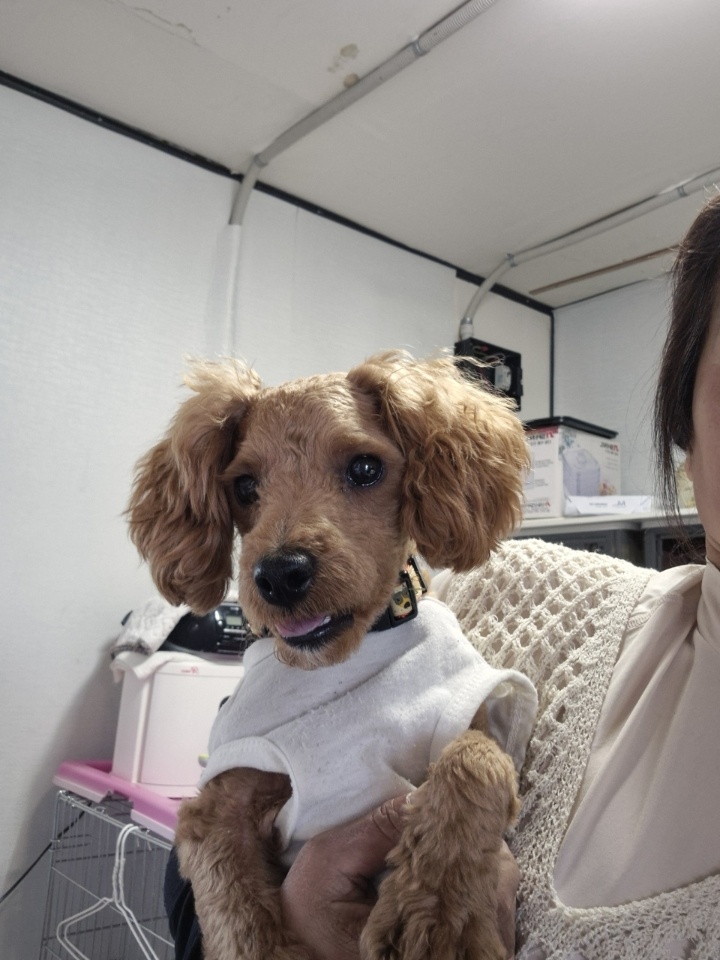 보호중 푸들의 가족…