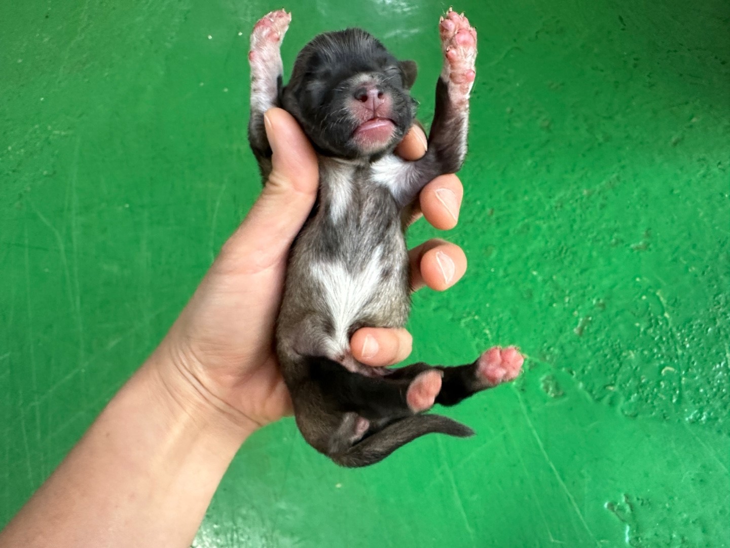 한국야생동물보호협회_441393202401797