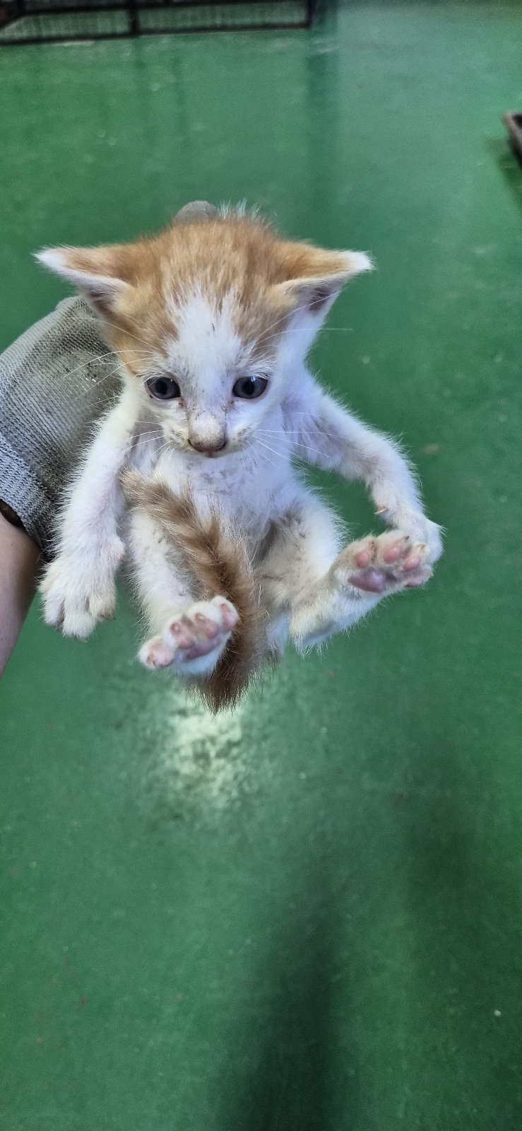 거창유기동물보호센터_448547202400887