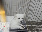 대전동물보호센터_430365202400408
