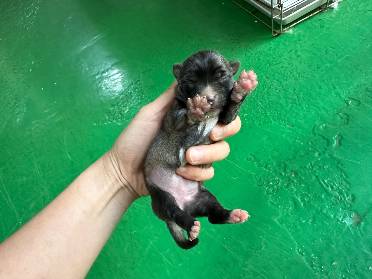 한국야생동물보호협회_441393202401796