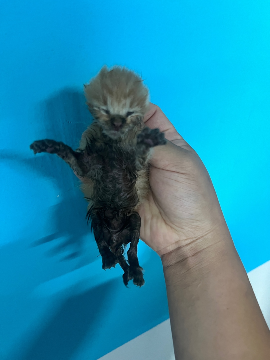 부산동물보호센터_426332202400537