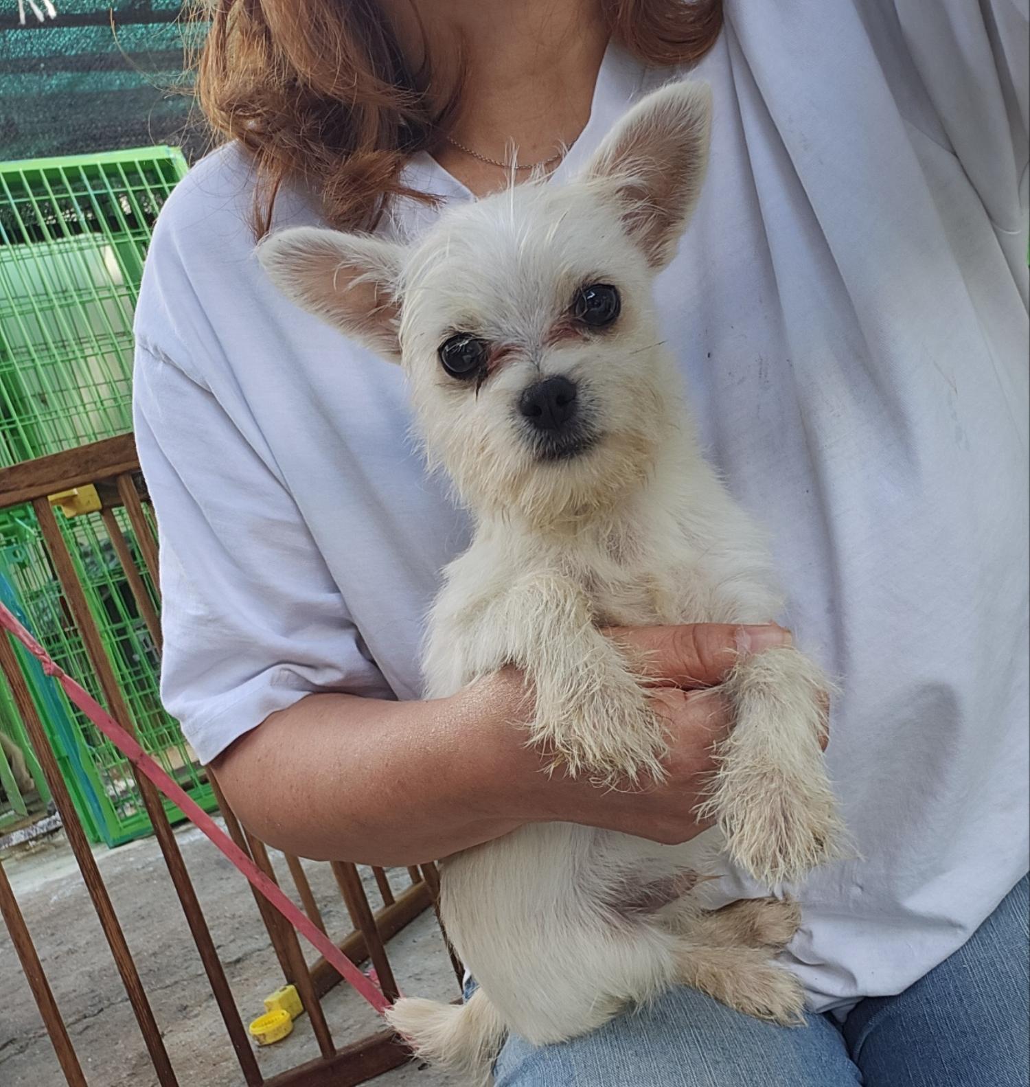 울산유기동물보호센터_431369202400494
