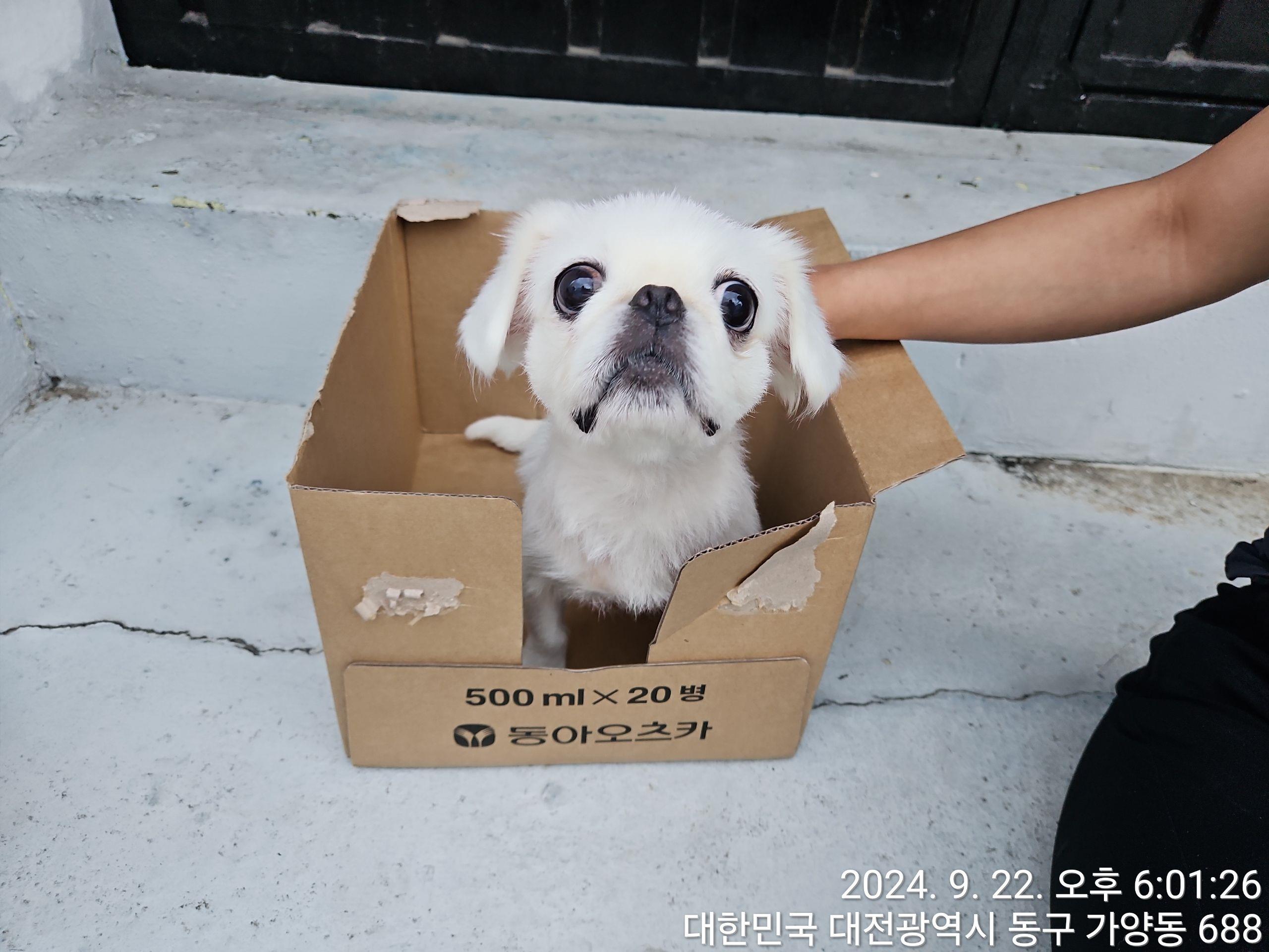 종료(반환) 페키니…