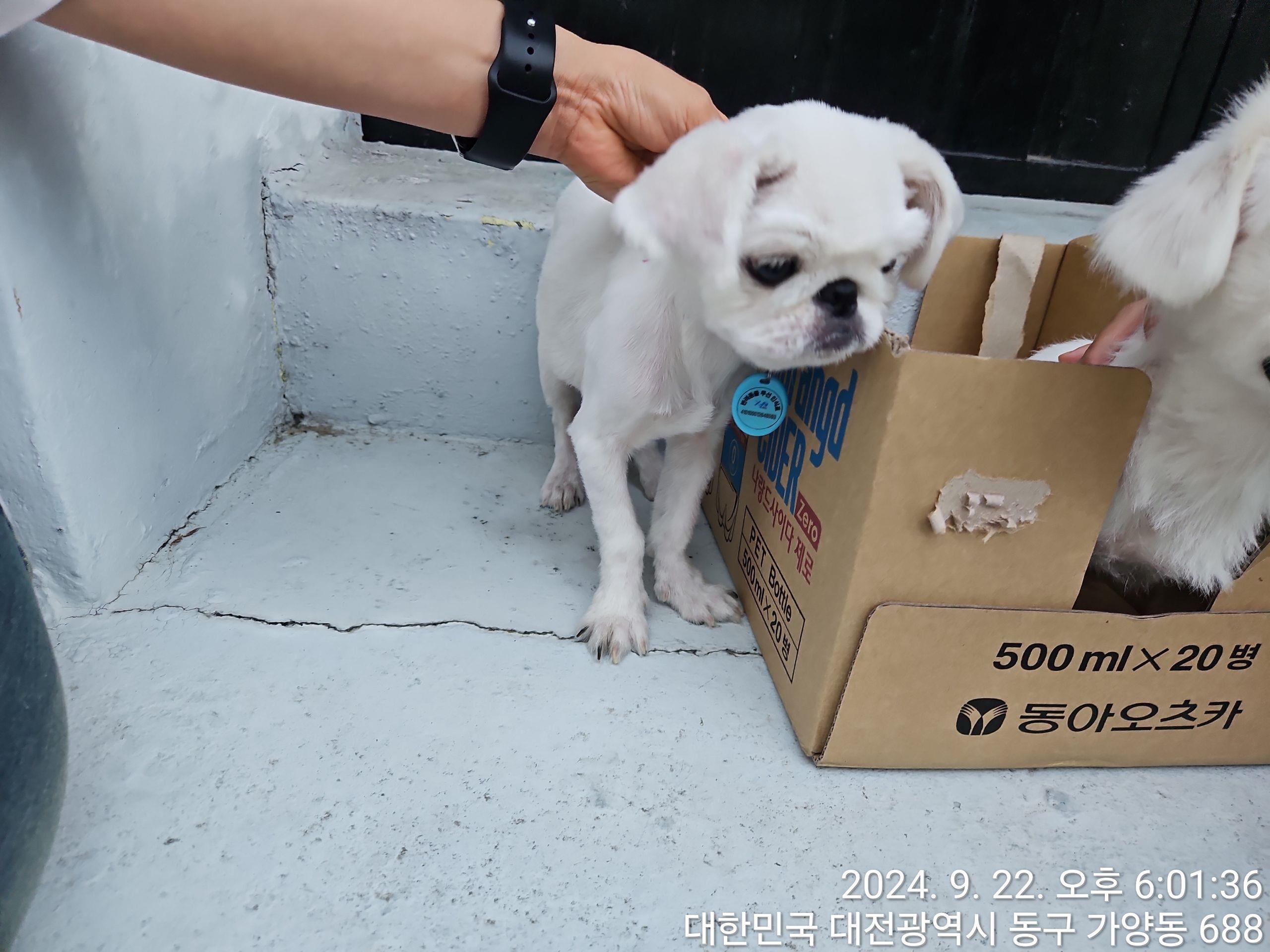 종료(반환) 페키니…