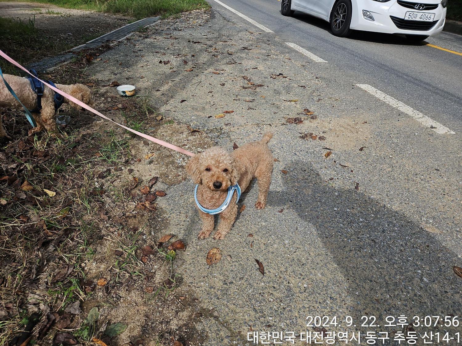 대전동물보호센터_430364202400697
