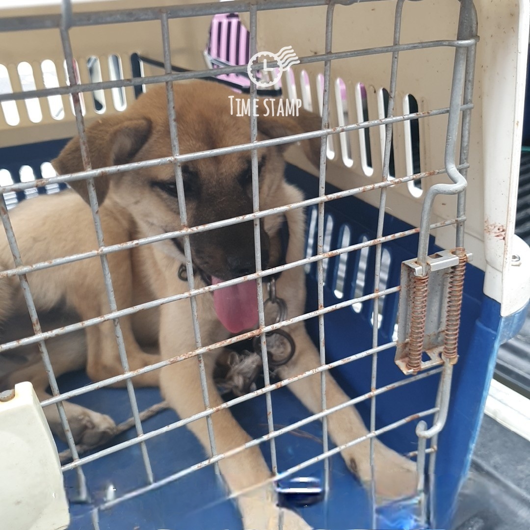 울산유기동물보호센터_431370202400847