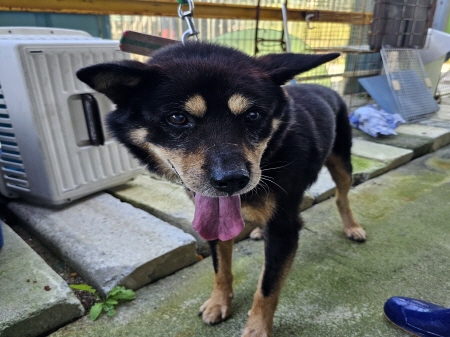 원주시동물보호센터_442419202400729
