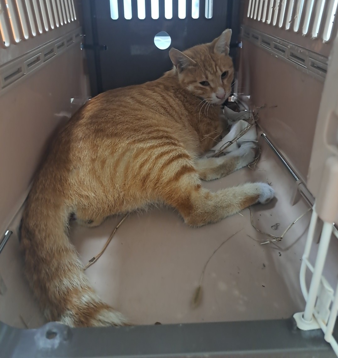 종료(자연사) 한국…