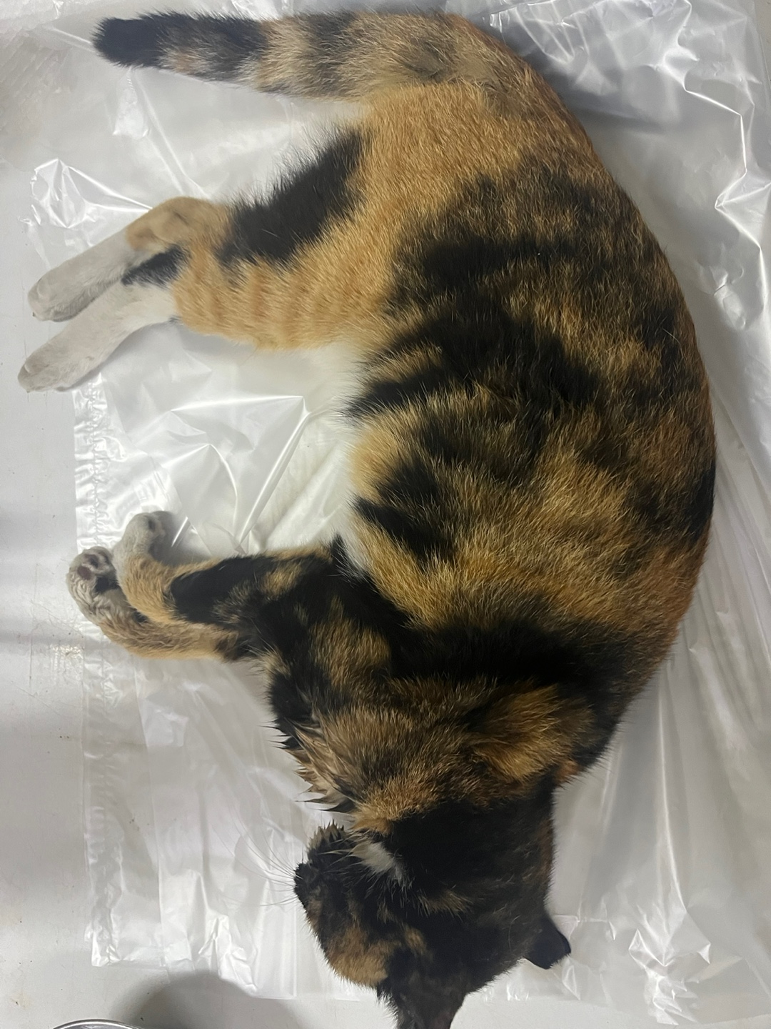 인천광역시수의사회_428353202400827