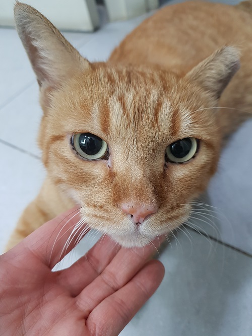 조재진동물병원_428354202401061