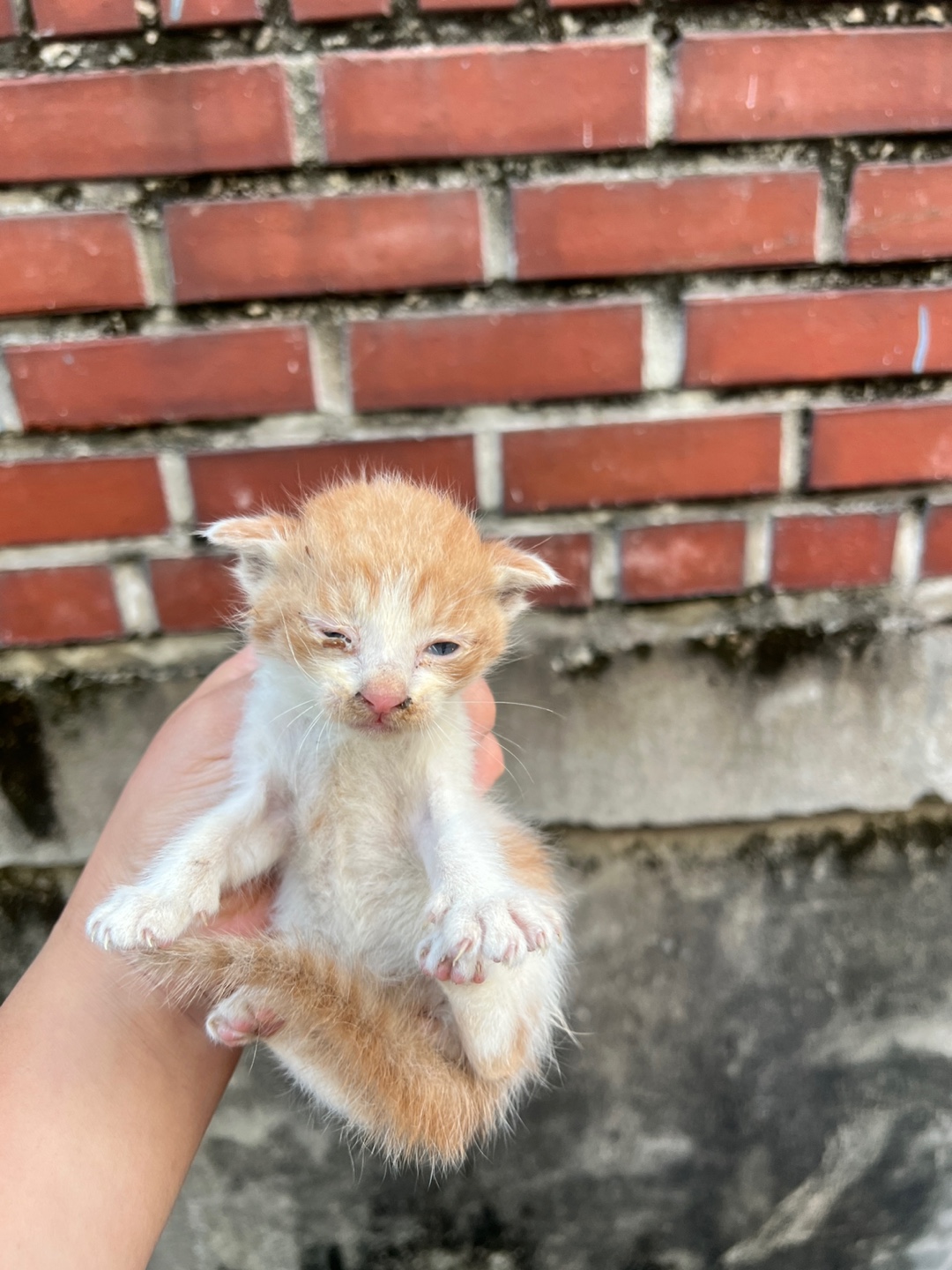 보호중 한국 고양이…