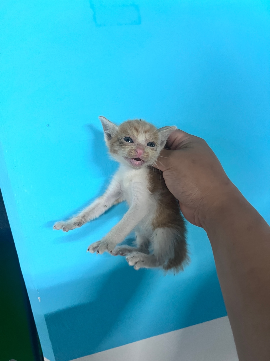 보호중 한국 고양이…