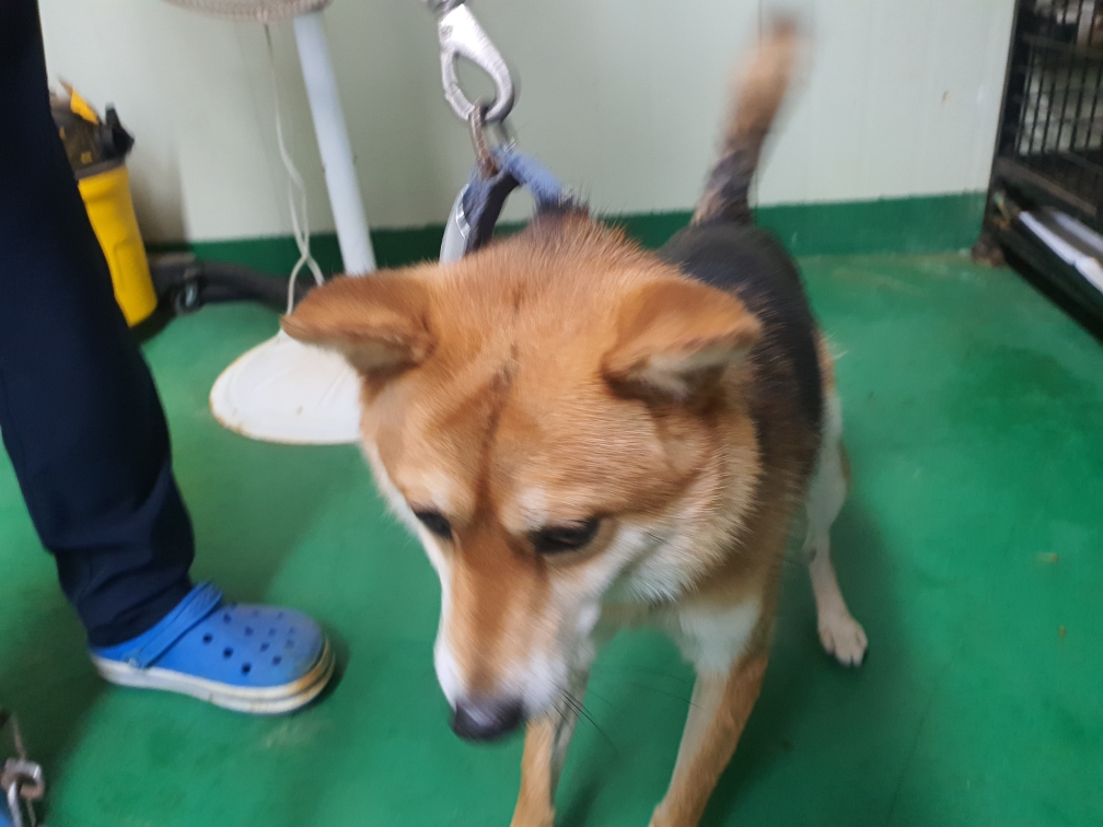 공주시 동물보호센터_444450202400442