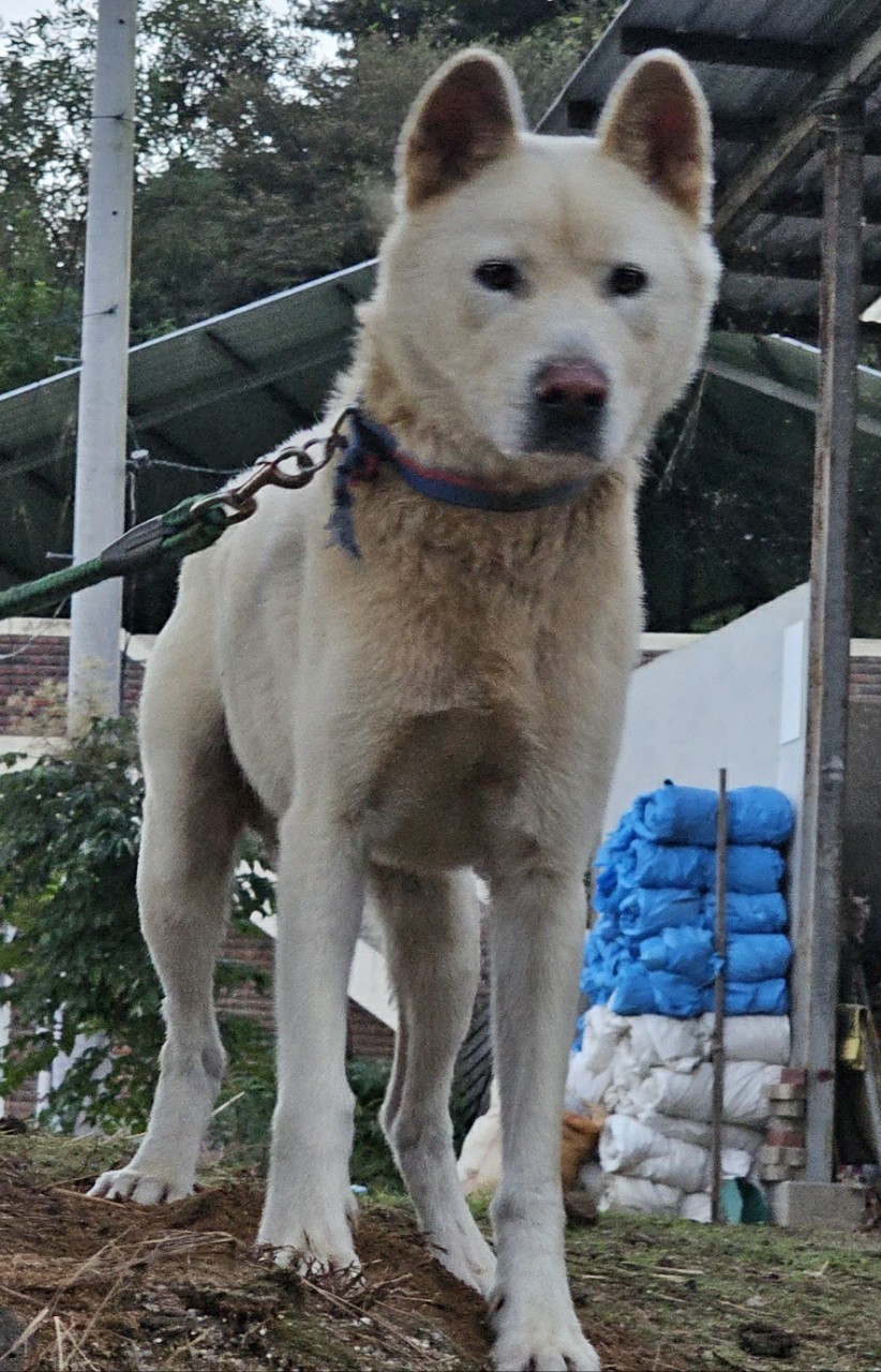 보호중 진도견의 가…